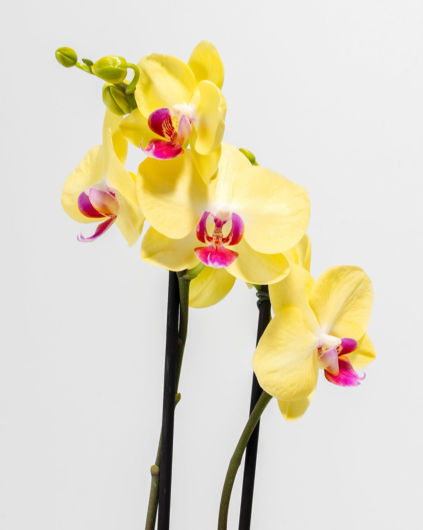 Miraflore Moth Orchid